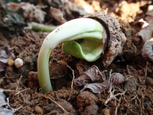 �P���ڗ[��