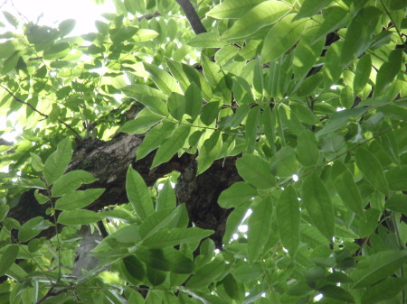 ������_�Ђނ��낶�Q