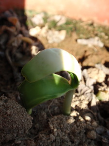 �Q���ڗ[��