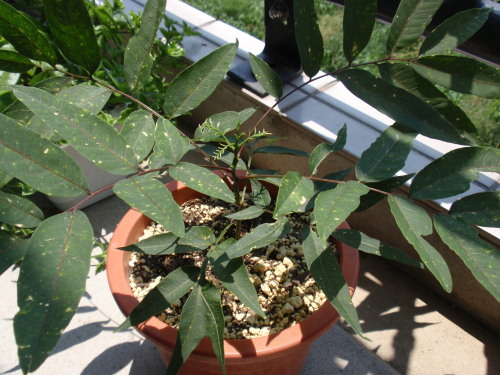 �ォ�猩���Ƃ���