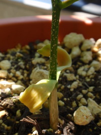 �T�T���ځ@�i�o�t�j