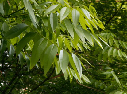 ソープナッツの葉