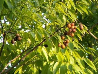 ソープナッツの葉と実