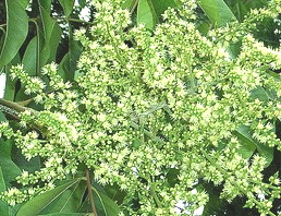 ソープナッツの花