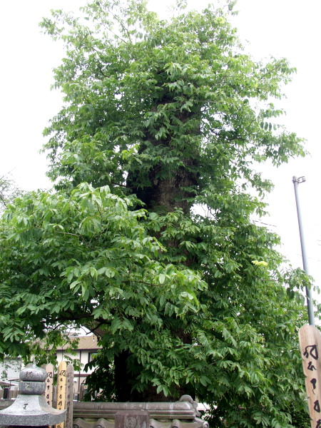 そそり立つムクロジ