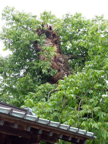 屋根の上に見えるムクロジ