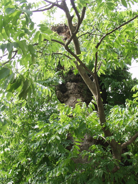 ムクロジ 木漏れ日