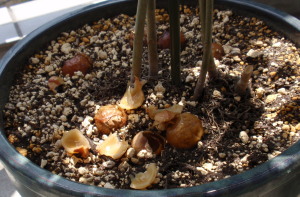 �y�Ɋ҂�\�[�v�i�b�c