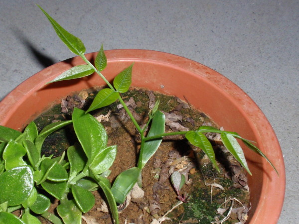 �P�O����