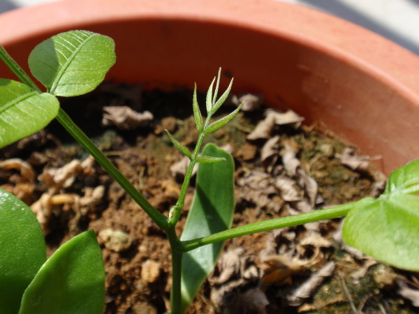 �P�Q����