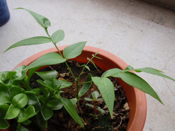 �P�S����