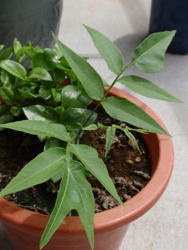 �P�V����