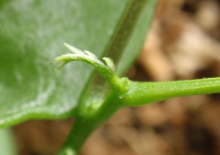 �P�V���ځ|�V��