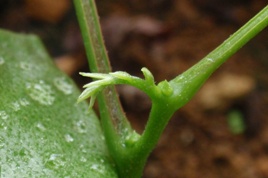 �P�W���ځ|�V��