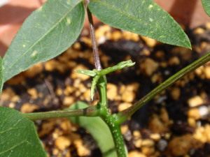 �R�R���ځ|�V��