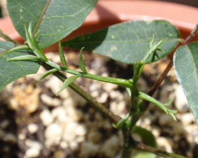 �R�W���ځ|�V��