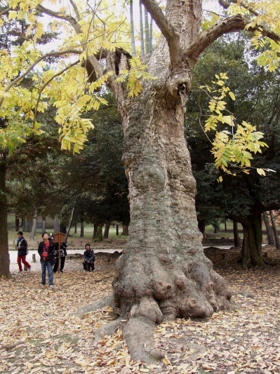 �t����Ђނ��낶