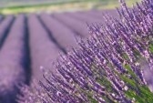 lavender_field
