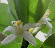 �I�����W�t�����[