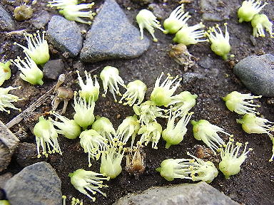 ソープナッツの花