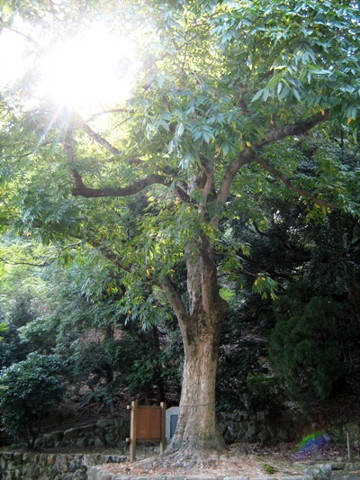 ���N���W�̌�����������˂���