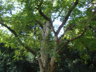 ����_�Ѓ��N���W