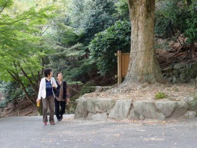 �ނ��낶�̉���ʂ�Q�q��